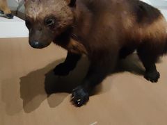 -陕西自然博物馆