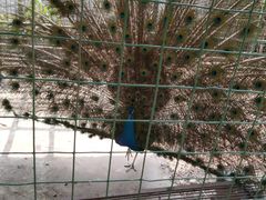 -瑞丽独树成林风景区