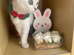 -欣宠猫屋·矮脚拿破仑·蓝金金渐层