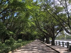 -大湾区中央湿地公园