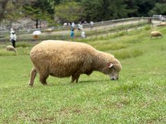 -神户市立六甲山牧场