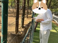 -大连铭湖国际观光牧场