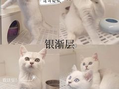 -lincat·猫舍(广州店)