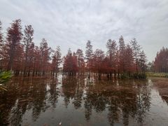 -白鹭湾湿地公园