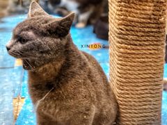 -藏猫猫咖啡主题馆(中央大道店)