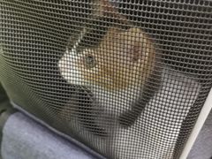 -北京观赏动物医院·24小时大型综合·猫专科·异宠专科