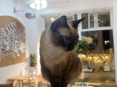 -李小姐の猫咖啡馆(五角场店)