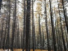 -塞罕坝国家级自然保护区