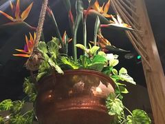 -云海肴·云南小炒·汽锅鸡(天津国金汇店)