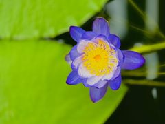 -国家植物园南园
