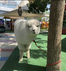 -萌宠亲子动物乐园(槐房万达店)