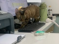 -中农大我爱我爱动物医院·核磁CT·猫病·24小时夜诊中心(石佛营店)