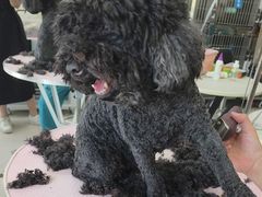 -北京观赏动物医院·24小时大型综合·猫专科·异宠专科