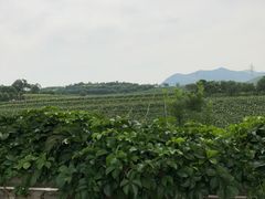 远处-北京张裕爱斐堡酒庄