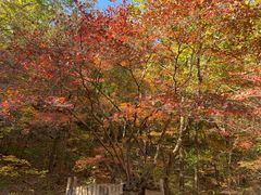 -关门山森林公园
