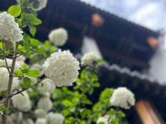 -香积寺