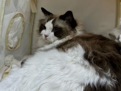 -纳吉亚猫专科动物诊疗中心(蒋宅口分院)