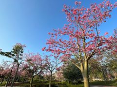 -风云岭森林公园