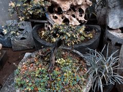 -桂林市花鸟市场