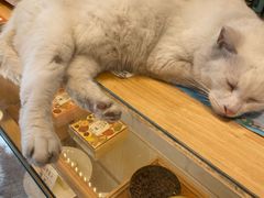 -猫的天空之城概念书店(苏州平江店)