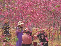 -天适樱花悠乐园