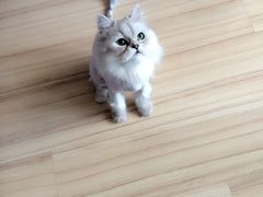-A猫a狗全科·犬猫异宠·芥西宠物医院(南开总院)
