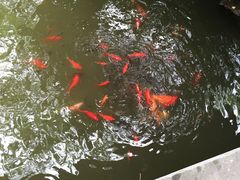 -秋霞圃