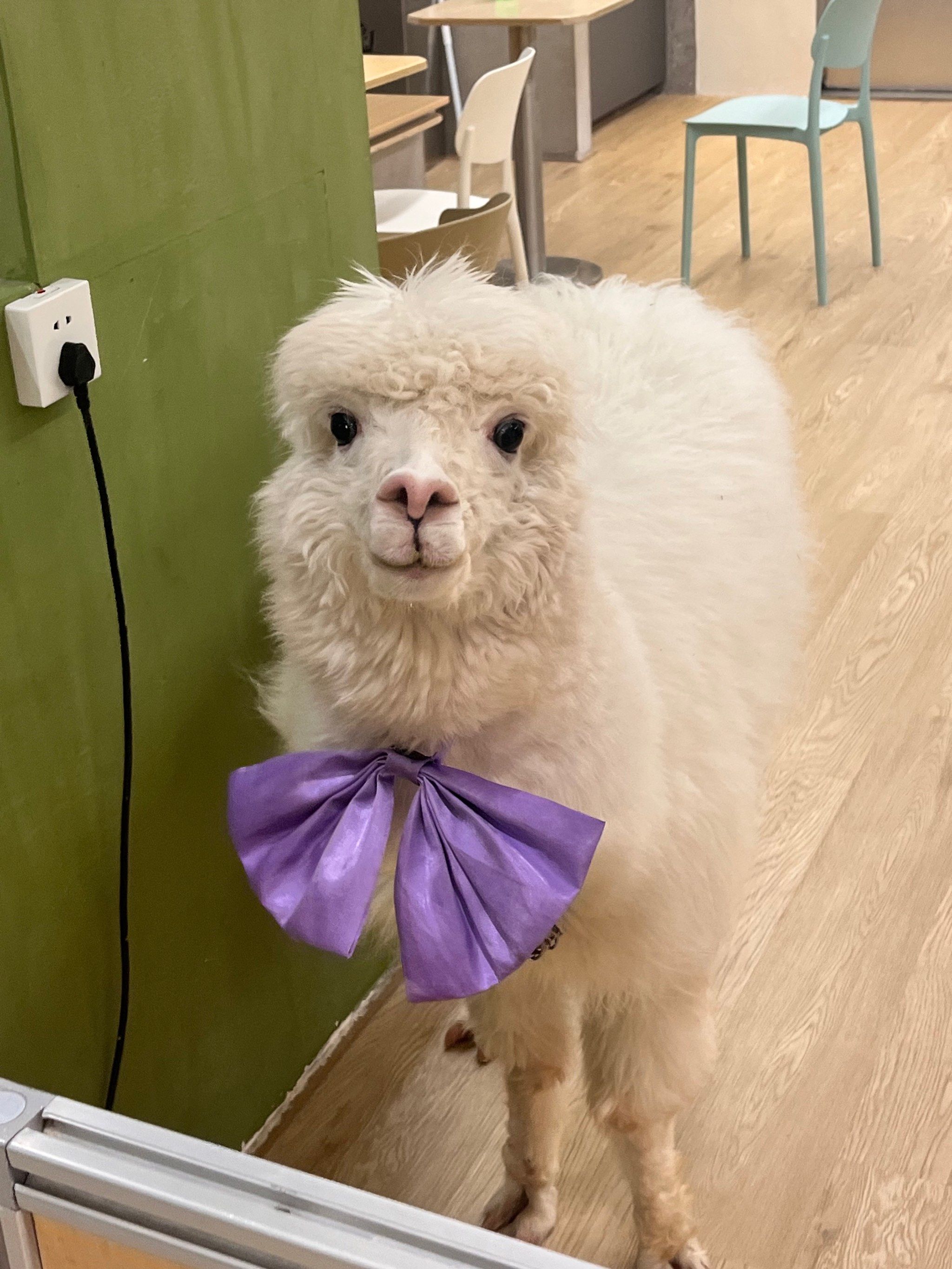 星期五啦!羊驼与我同乐