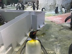 -大连圣亚海洋世界