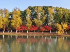 -昆山城市生态森林公园