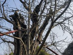 -上海佘山国家森林公园天马山园