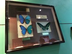 -上海昆虫博物馆