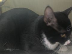 -萌兽医馆·宠物医院·猫骨科(创景店)