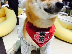 -逗柴咖啡屋·狗咖猫咖宠物桌游