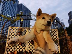 -柴犬高等学院·狗咖·柴犬售卖·宠物训练