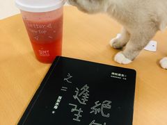 -鼓捣猫呢主题猫咖店