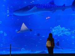 -烟台海昌鲸鲨海洋公园