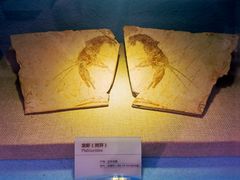 -陕西自然博物馆