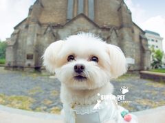 -超宠爱宠物摄影-Super pet