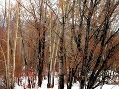 -北极村旅游风景区