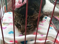 -创凡宠物医院·骨专科  猫科中心(西乡分院)