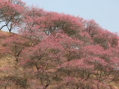 -新建村梅花