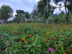 -北京龙庆四季香农家饭庄·灶台鱼·碳烤虹鳟鱼(龙庆峡店)