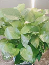 -润复丝·泽发防脱头皮管理