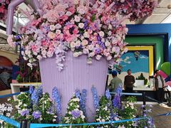 -荷兰花海
