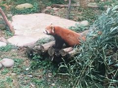 -都江堰中华大熊猫苑