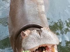 -海南热带野生动植物园