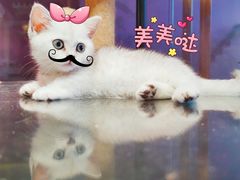 -70cat德文卷毛猫·缅因猫纯种猫舍