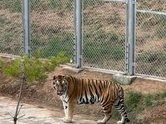 -青藏高原野生动物园
