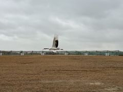 -盐城丹顶鹤湿地生态旅游区